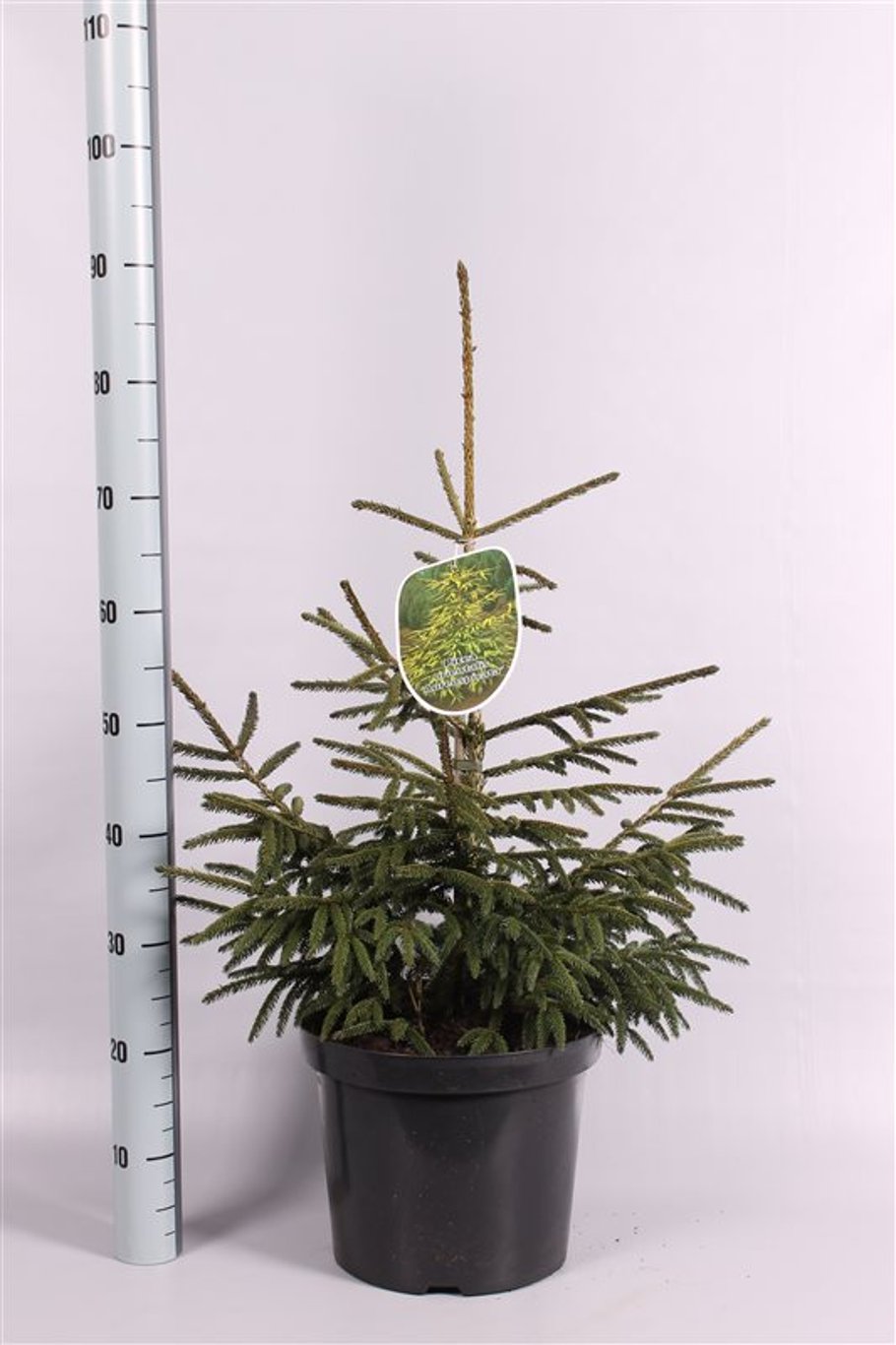 Picea orientalis 'Aureospicata' - C10 60-70 CM